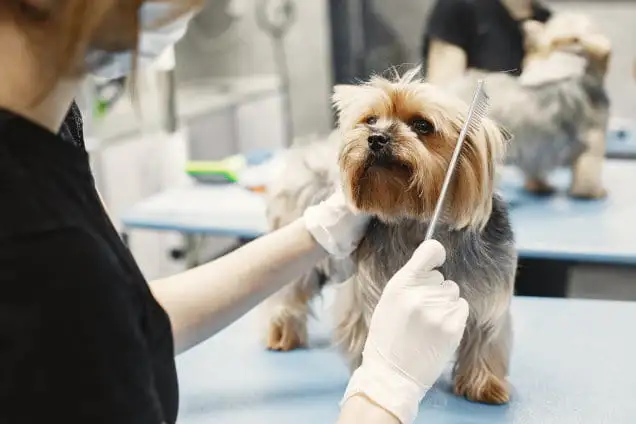 Hundesalon Müller Wien 1120 Arndtstraße